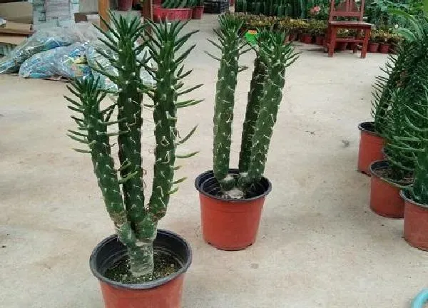 植物扦插|霸王鞭的扦插方法图解 霸王鞭如何扦插繁殖