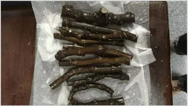 无花果扦插繁殖方法讲解 | 农业科普