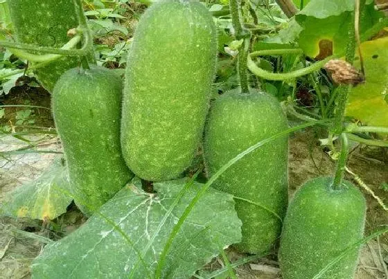 果实成熟|冬瓜成熟期多少天 生长期是多长时间