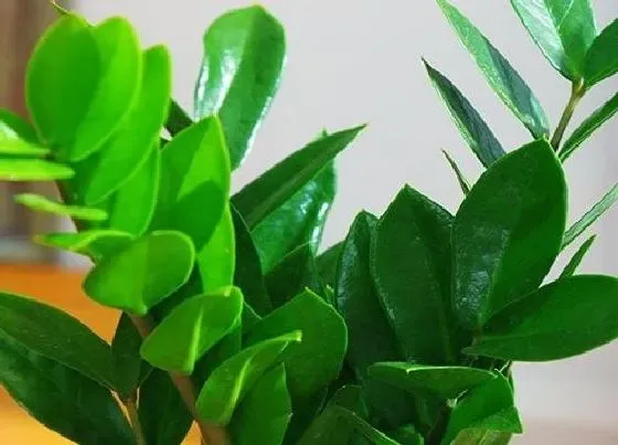 摆放风水|家里养金钱树风水好吗