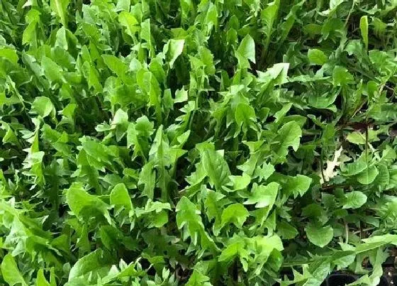 种植方法|荠菜种植时间和方法 什么季节种植好