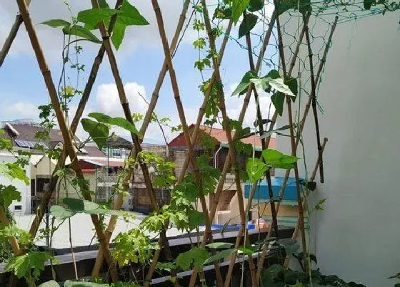 果实成熟|豇豆什么季节成熟上市