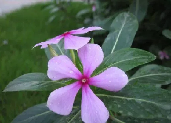 植物播种|五瓣梅什么时候播种合适