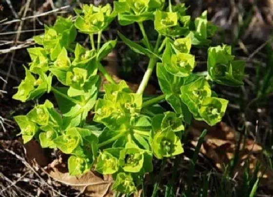 植物毒性|猫眼花有毒吗 可以放在室内养吗