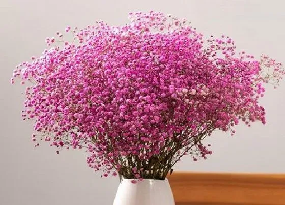 植物百科|满天星是多年生还是一年生的植物 第二年还能活吗