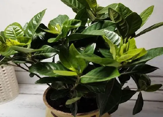 摆放常识|家里能种栀子花吗
