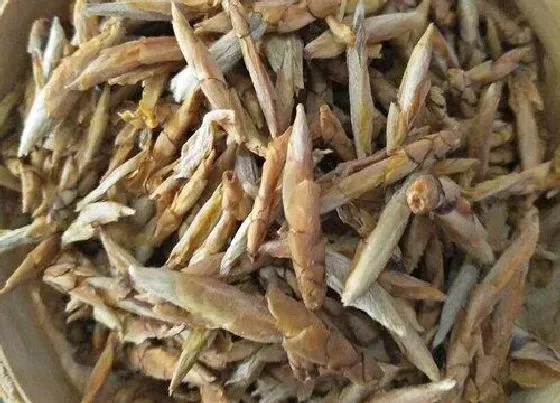 生长环境|老鹰茶的生长环境 适合长在什么地方