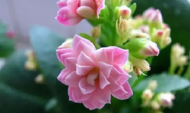 不开花|为什么我家的长寿花不开花（长寿花买来老是不开花的原因）