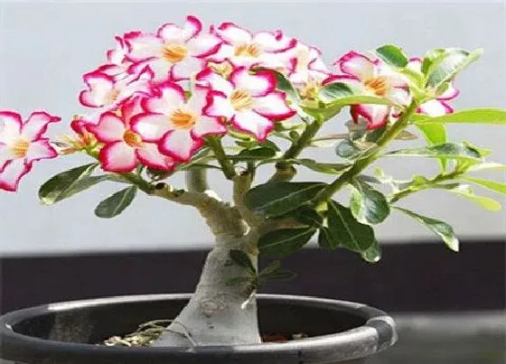 植物种类|家里面阳台种什么花好看又好养（一年四季都可以养的花）