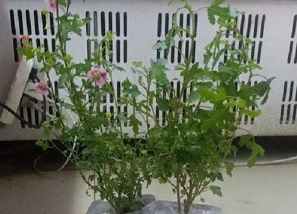 植物浇水|鸡蛋液适合浇什么花