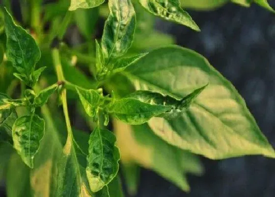 掉叶子|种植辣椒叶掉是什么问题（辣椒出现严重落叶枯萎什么原因）