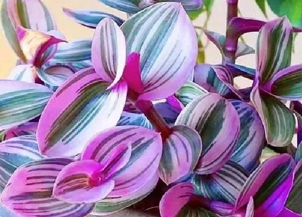 植物浇水|吊竹梅多久浇一次水