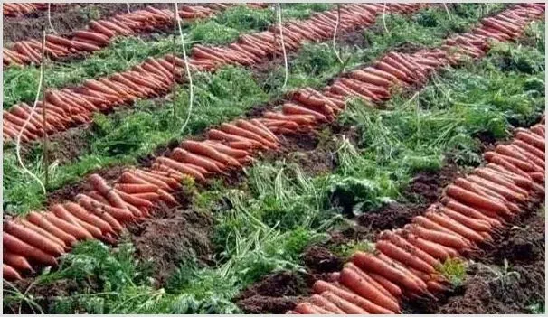 胡萝卜优质高产种植管理技术 | 耕种资料
