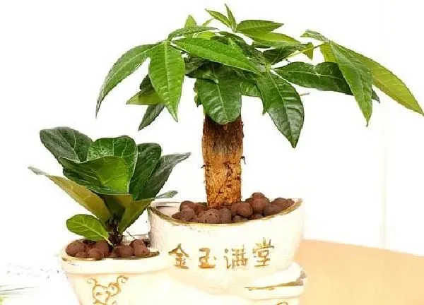 植物浇水|招财树多长时间浇一次水