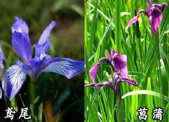 植物种类|鸢尾和菖蒲是一种花吗