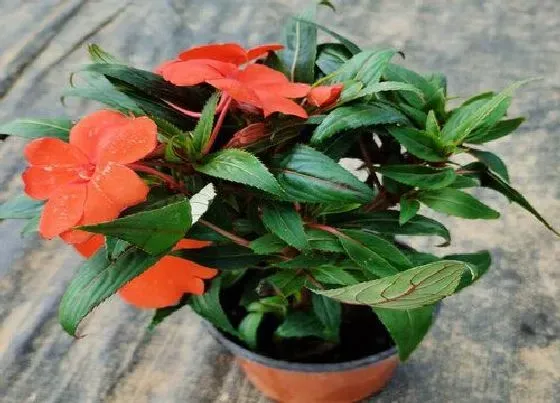 植物百科|凤仙花耐阴吗 是喜阴植物吗