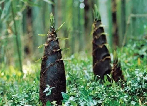植物排行|什么品种的竹笋最好吃 竹笋中品质最好的是什么笋