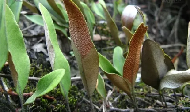 植物百科|肾精草和石韦的区别