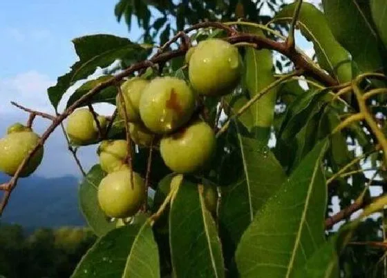 植物寓意|无患子树的风水寓意和摆放位置