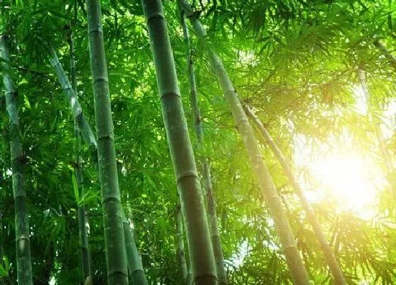 植物种类|竹子是乔木还是灌木植物