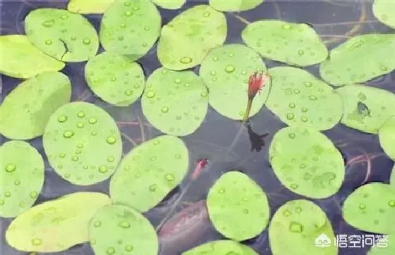 种植管理|莼菜种植适宜生长环境与气候特点，莼菜种子栽培技术）