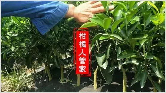 广西金葵砂糖桔枝条价格多少钱一斤,那里买 | 种植资料