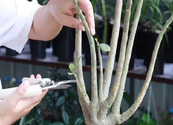 植物修剪|沙漠玫瑰什么时候剪枝最好