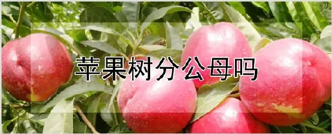 苹果树分公母吗 | 养殖技术