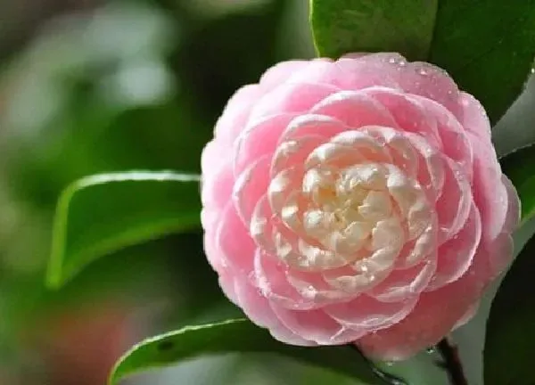 养殖方法|四季茶花的养殖方法和注意事项有哪些