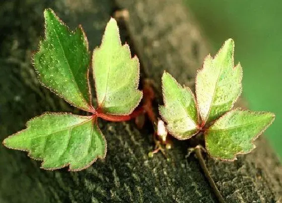 种植管理|爬山虎什么季节种植好