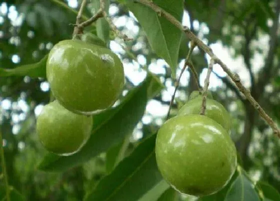 植物寓意|无患子树的风水寓意和摆放位置