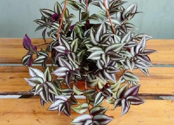 植物浇水|吊竹梅多久浇一次水