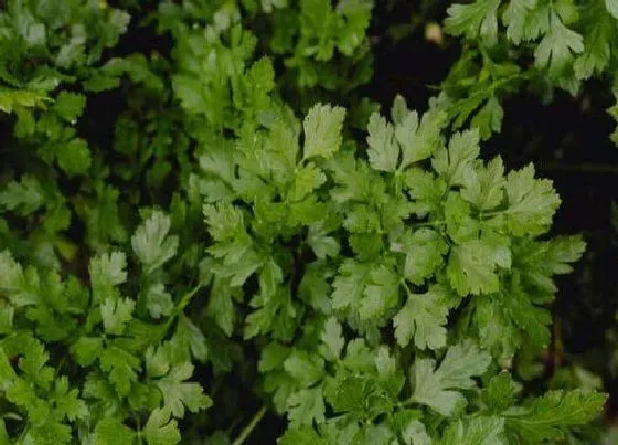 种植管理|香菜北方几月份种植最好 北方露地适合种香菜时间