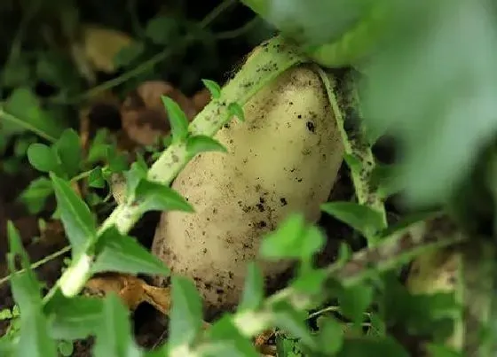 种植管理|萝卜耐旱吗