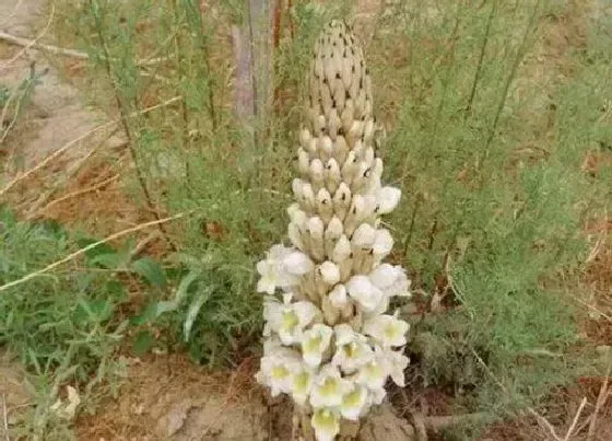 植物百科|肉苁蓉和草苁蓉有什么区别