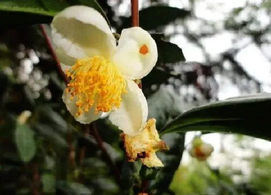 植物百科|茶叶树开花好不好