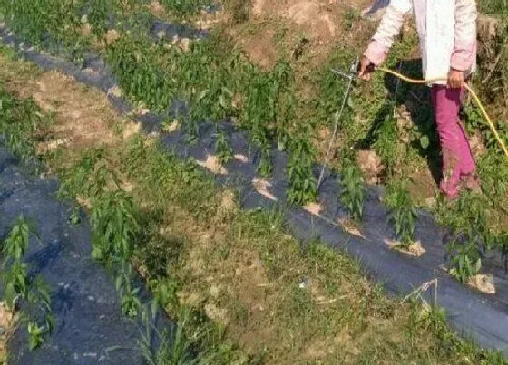 植物施肥|辣椒浇什么肥料合适