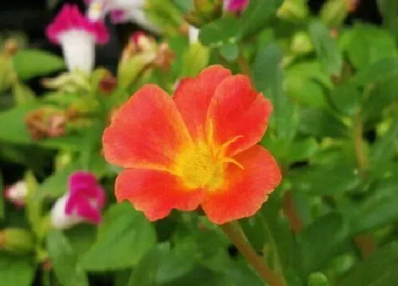 开花时间|半枝莲什么时候开花 开花时间