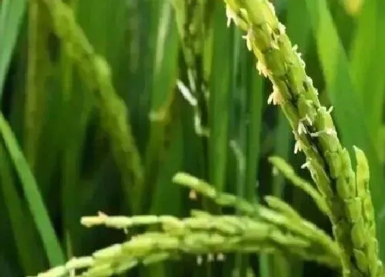 植物百科|水稻剑叶过长对产量有影响吗（水稻剑叶长好还是短产量）