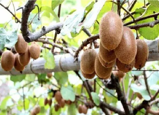植物病害|猕猴桃炭疽病的发病原因与治疗方法