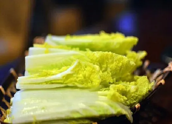 食用科普|娃娃菜可以生吃吗