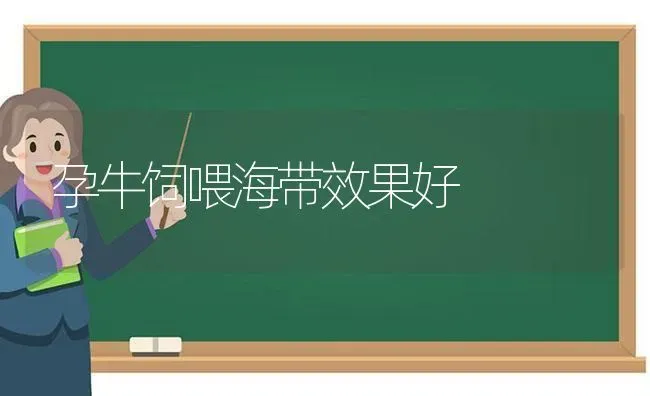 孕牛饲喂海带效果好 | 瓜果种植