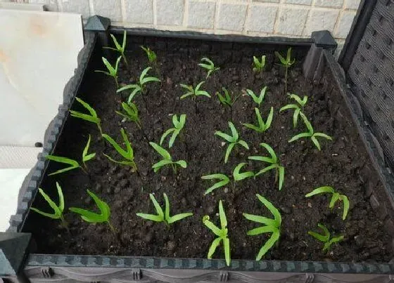 植物产地|墨西哥盛产什么农作物