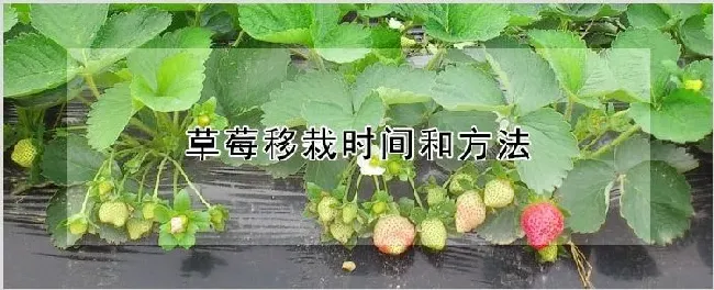 草莓移栽时间和方法 | 养殖技术