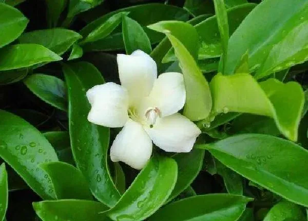养殖方法|非洲茉莉的养殖方法和注意事项有哪些