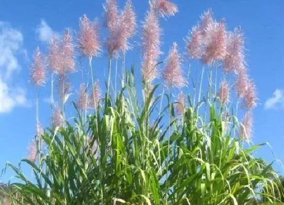 植物百科|甘蔗会开花吗 开花是什么样子