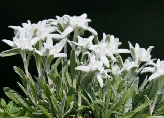 花卉百科|瑞士的国花是什么花