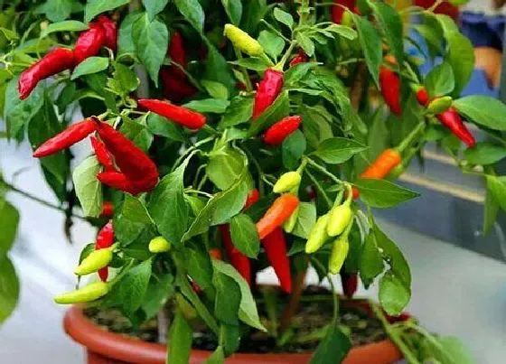 植物施肥|辣椒浇什么肥料合适