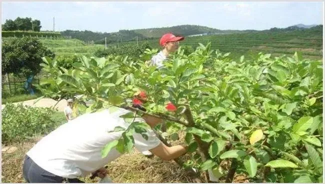 番石榴种植管理技术 | 耕种资料