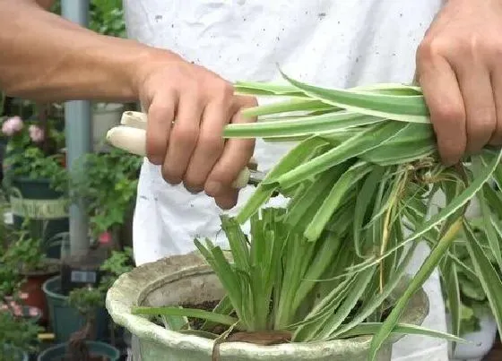 植物修剪|金边吊兰怎么修剪方法